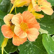 Tip Top Alaska Salmon Nasturtium Seeds online shopping