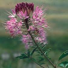 Rocky Mountain Bee Cleome Seeds online shopping