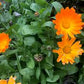 Single Orange Calendula Seeds online shopping