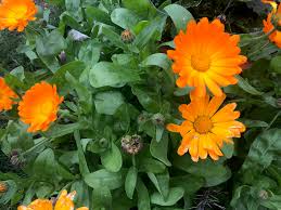 Single Orange Calendula Seeds online shopping