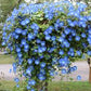 Heavenly Blue Morning Glory Seeds online shopping