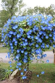 Heavenly Blue Morning Glory Seeds online shopping