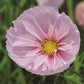 Cupcake Blush Cosmos Seeds online shopping