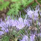 Lacy Phacelia Seeds online shopping