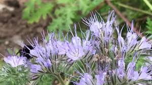 Lacy Phacelia Seeds online shopping