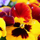 Swiss Giants Mix Pansy Seeds online shopping