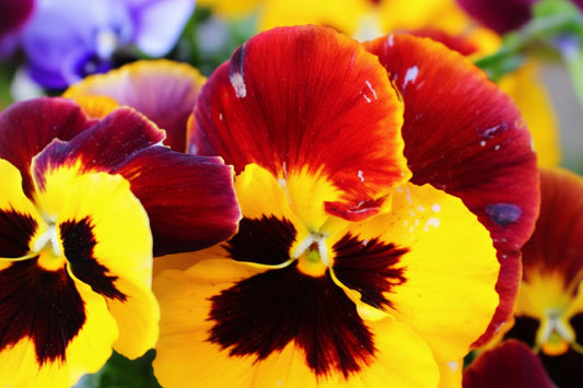 Swiss Giants Mix Pansy Seeds online shopping