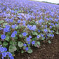 California Bluebell Phacelia Seeds online shopping