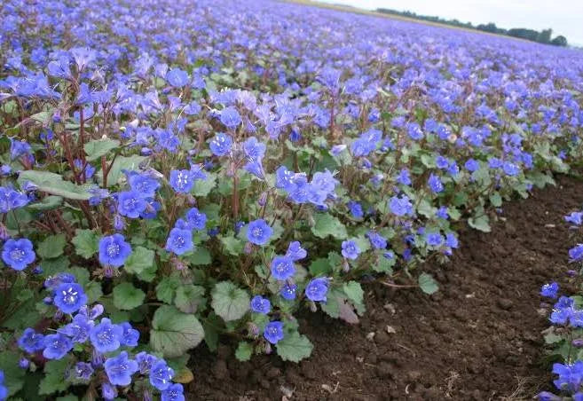 California Bluebell Phacelia Seeds online shopping