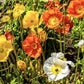 Iceland Poppy Seeds online shopping