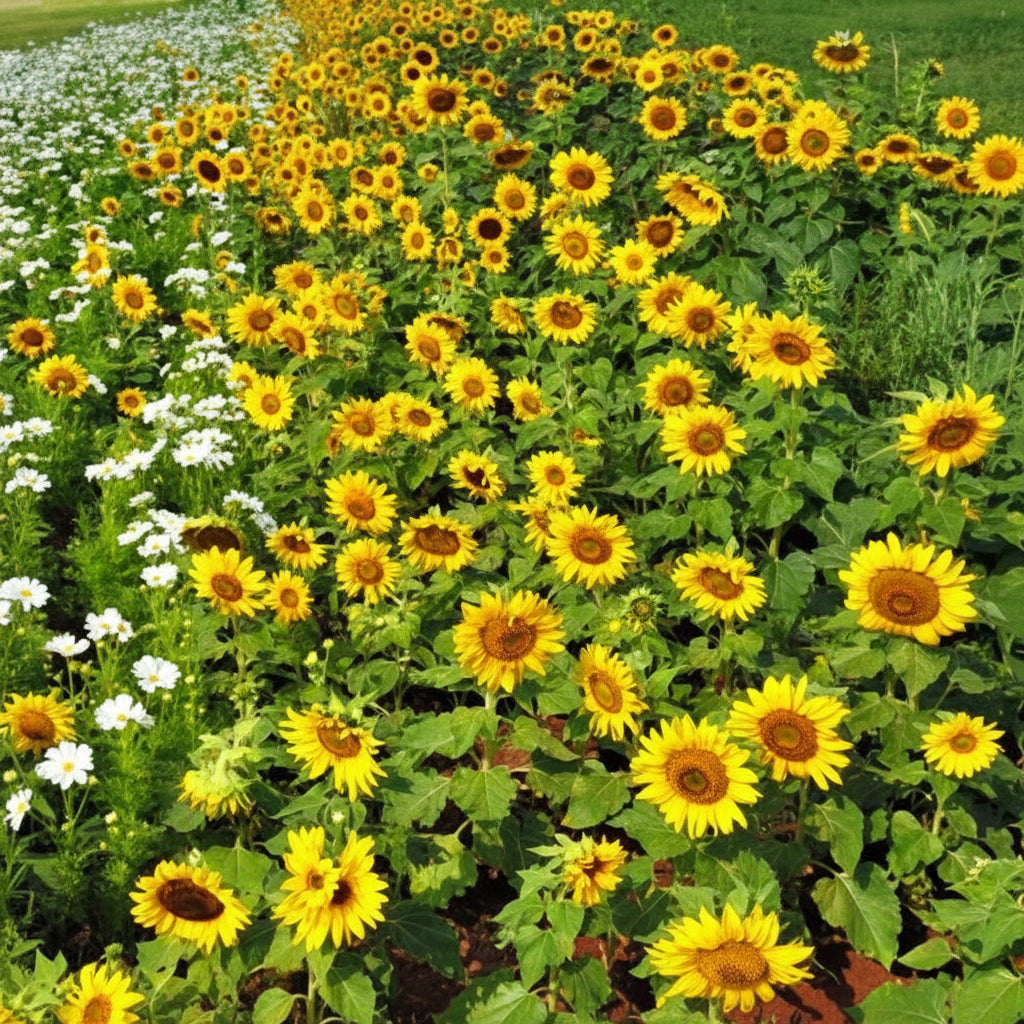 Dwarf Sunspot Sunflower Seeds online shopping