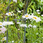 Madonna Daisy Seeds online shopping