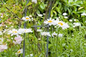 Madonna Daisy Seeds online shopping