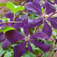 Negritjanka Clematis Vine