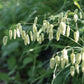 Quaking Grass Seeds online shopping
