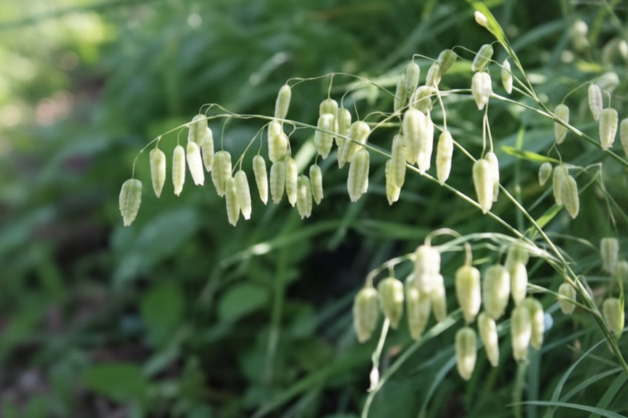 Quaking Grass Seeds online shopping
