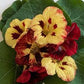 Bloody Mary Nasturtium Seeds online shopping