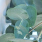 Silver Dollar Eucalyptus Seeds online shopping