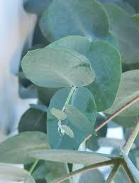 Silver Dollar Eucalyptus Seeds online shopping