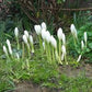 Album Colchicum Corms