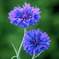 Blue Boy Cornflower Seeds online shopping