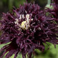 Black Swan Poppy Seeds online shopping