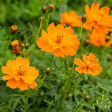 Bright Lights Cosmos Seeds online shopping