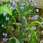 Chinese Forget-Me-Nots Cynoglossum amabile Seeds online shopping