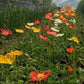 Iceland Poppy Seeds online shopping