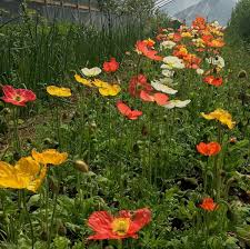 Iceland Poppy Seeds online shopping