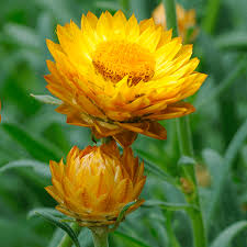 Golden Yellow Strawflower Seeds online shopping