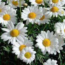 Madonna Daisy Seeds online shopping