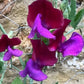 Matucana Sweet Pea Seeds online shopping