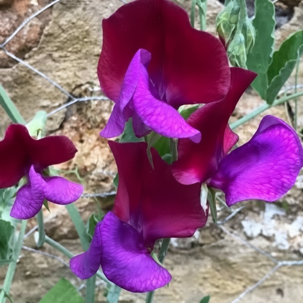 Matucana Sweet Pea Seeds online shopping