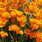 California Orange Poppy Seeds online shopping