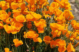 California Orange Poppy Seeds online shopping