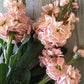 Katz Apricot Stock Seeds online shopping