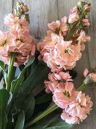 Katz Apricot Stock Seeds online shopping