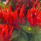 China Town Celosia Seeds online shopping