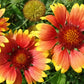 Blanketflower Gaillardia Seeds online shopping