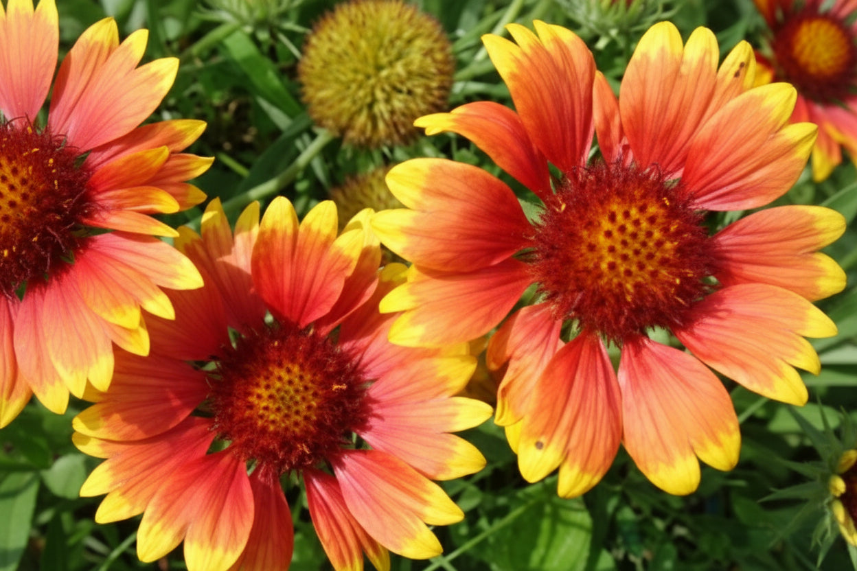Blanketflower Gaillardia Seeds online shopping