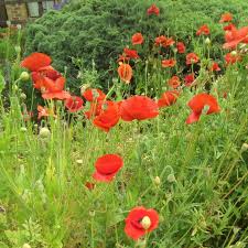 Flanders Poppy Seeds online shopping