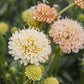 Fata Morgana Scabiosa Seeds online shopping
