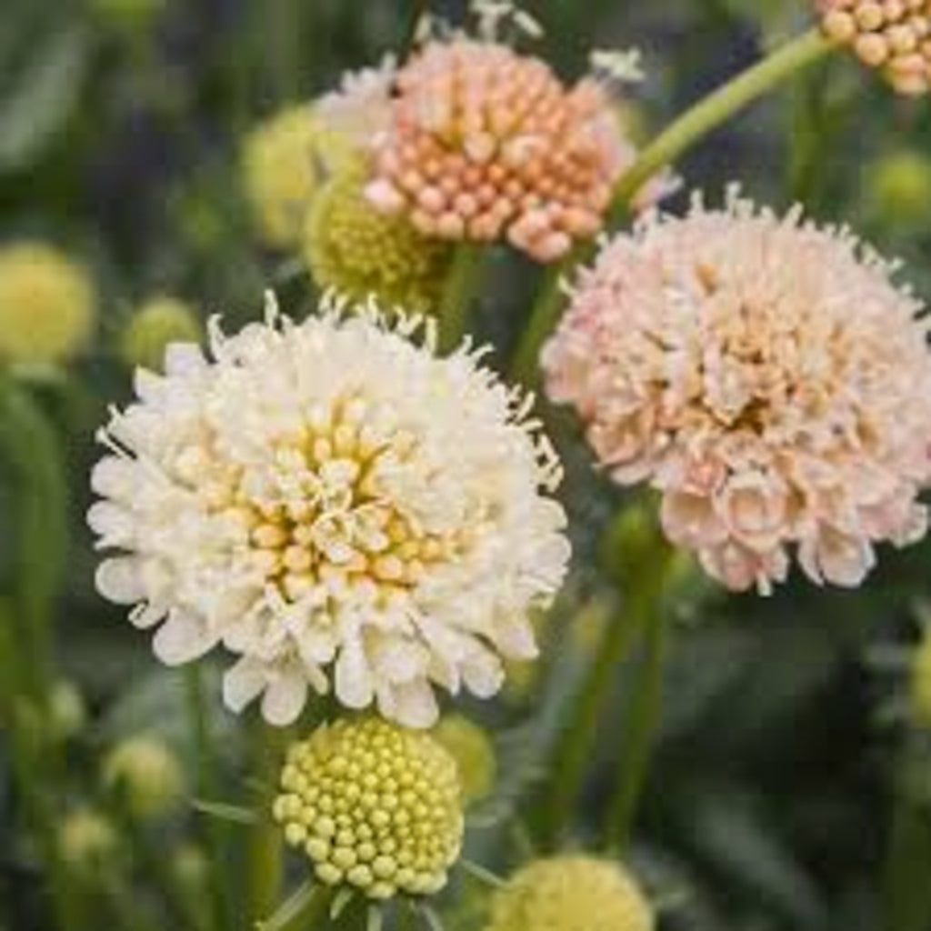 Fata Morgana Scabiosa Seeds online shopping