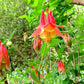 Red Columbine Aquilegia canadensis Seeds online shopping