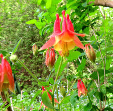Red Columbine Aquilegia canadensis Seeds online shopping