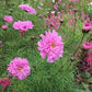 Rose Bon Bon Cosmos Seeds online shopping