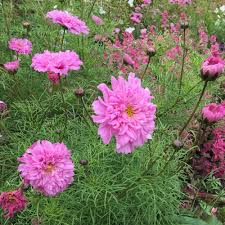Rose Bon Bon Cosmos Seeds online shopping