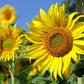 Peredovik Sunflower Seeds online shopping
