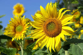 Peredovik Sunflower Seeds online shopping